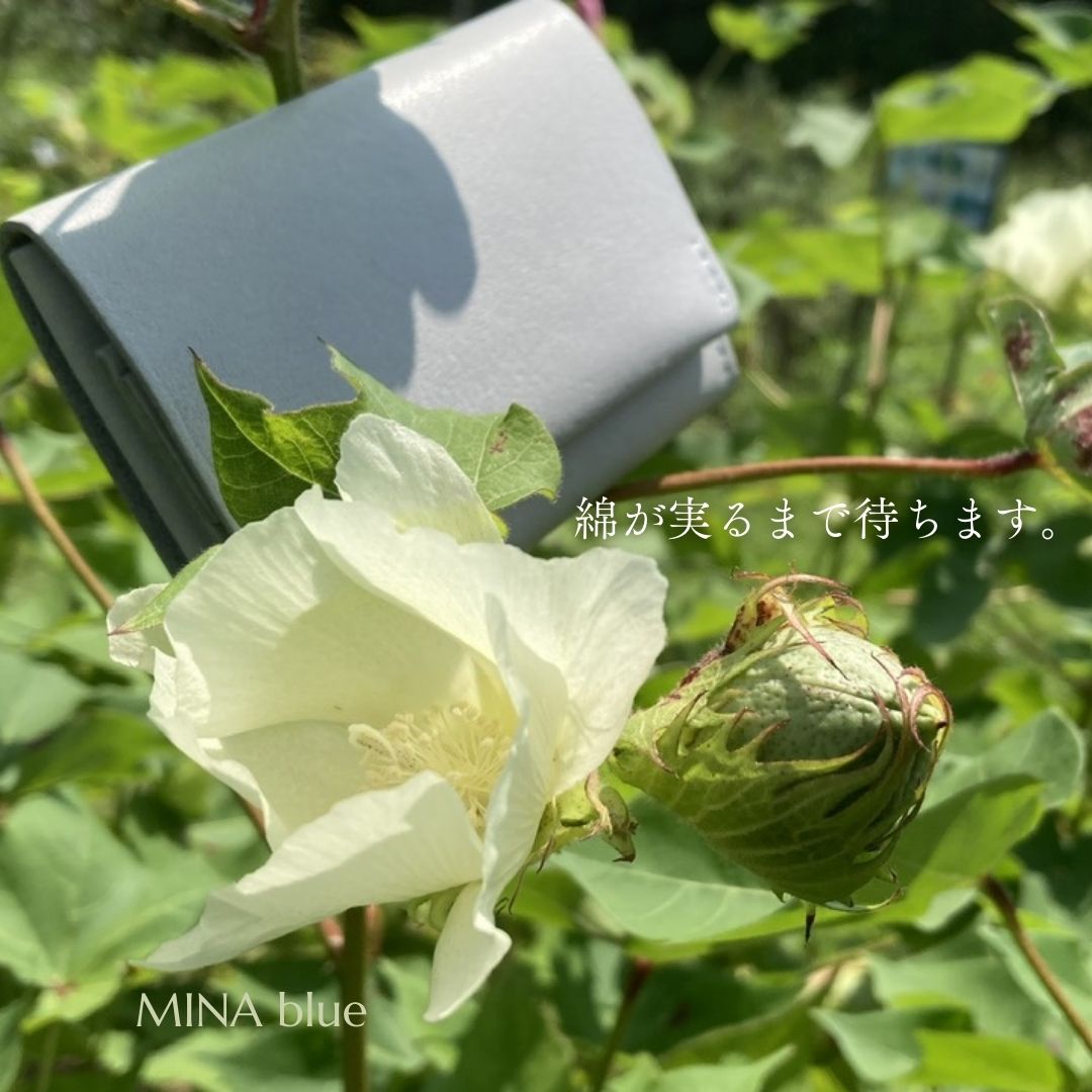 革と七十二候｜第40候｜綿柎開｜8月23日 - 27日