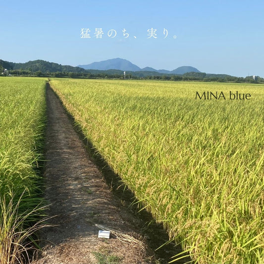 革と七十二候｜第42候｜禾乃登｜9月3日 - 7日