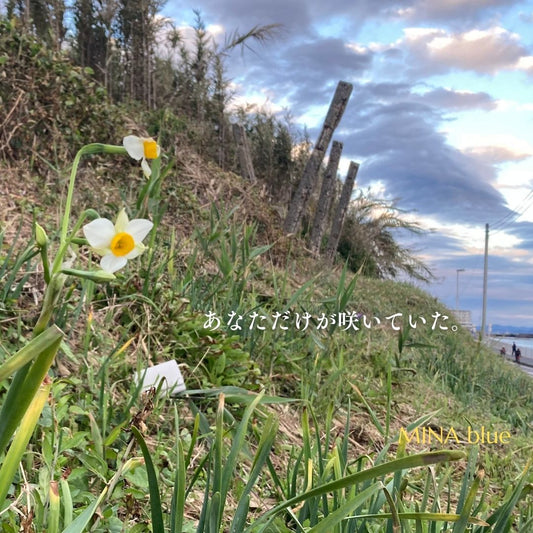 革と七十二候｜第57候｜金盞香｜11月18日 - 21日