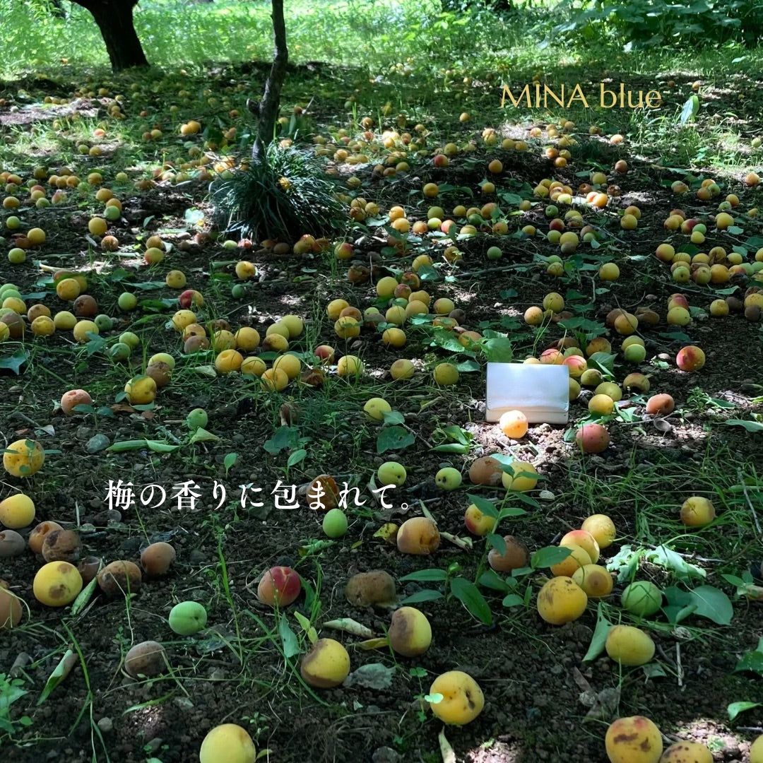 革と七十二候｜第27候｜梅子黄(うめの み きばむ)｜6月16日 - 20日
