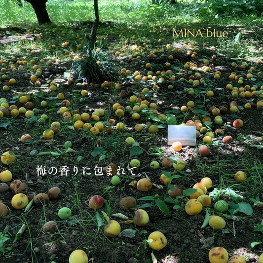 革と七十二候｜第27候｜梅子黄(うめの み きばむ)｜6月16日 - 20日