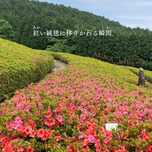 革と七十二候｜第23候｜紅花栄(べにばな さかう)｜5月26日 - 30日