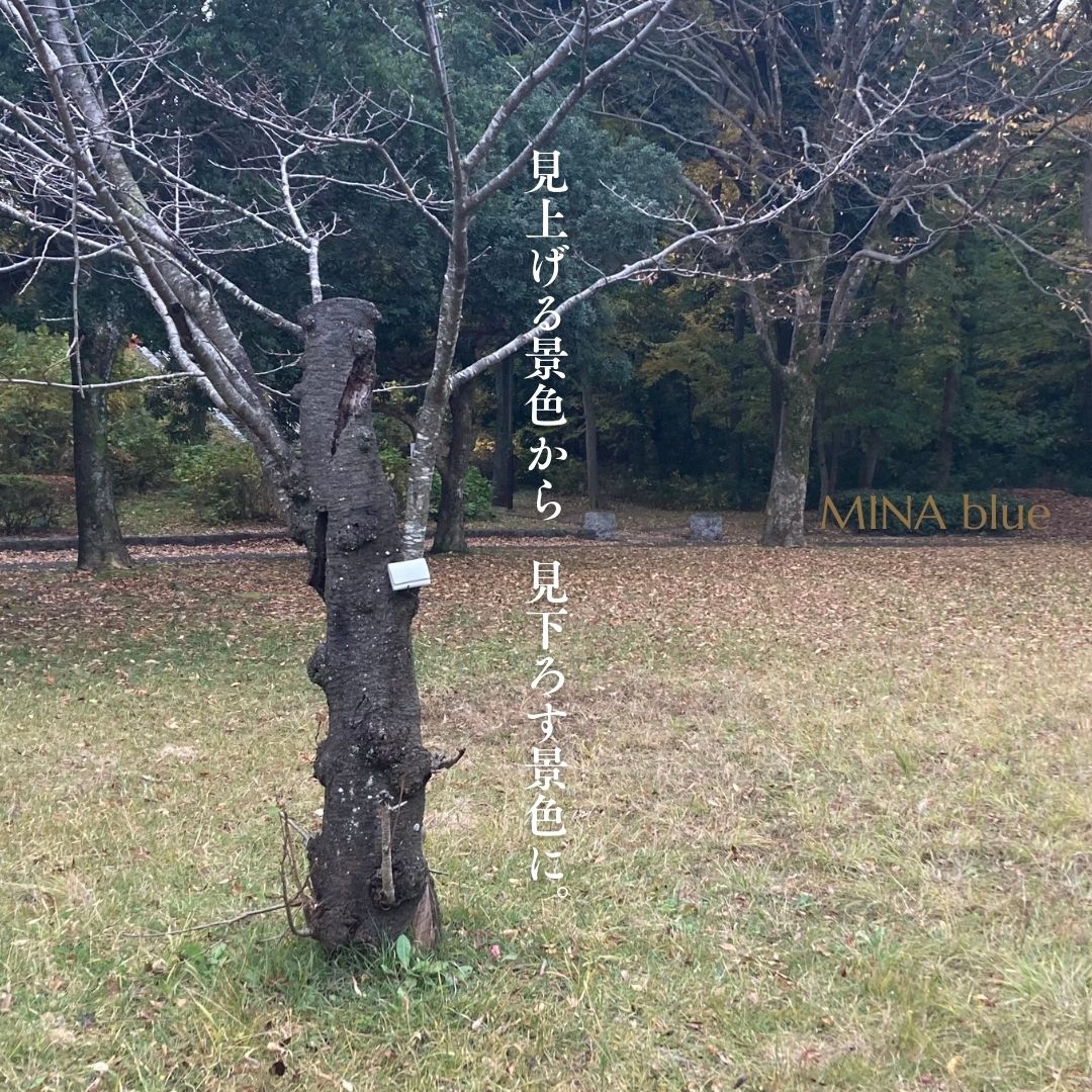 革と七十二候｜第59候｜朔風払葉｜11月27日 - 12月1日