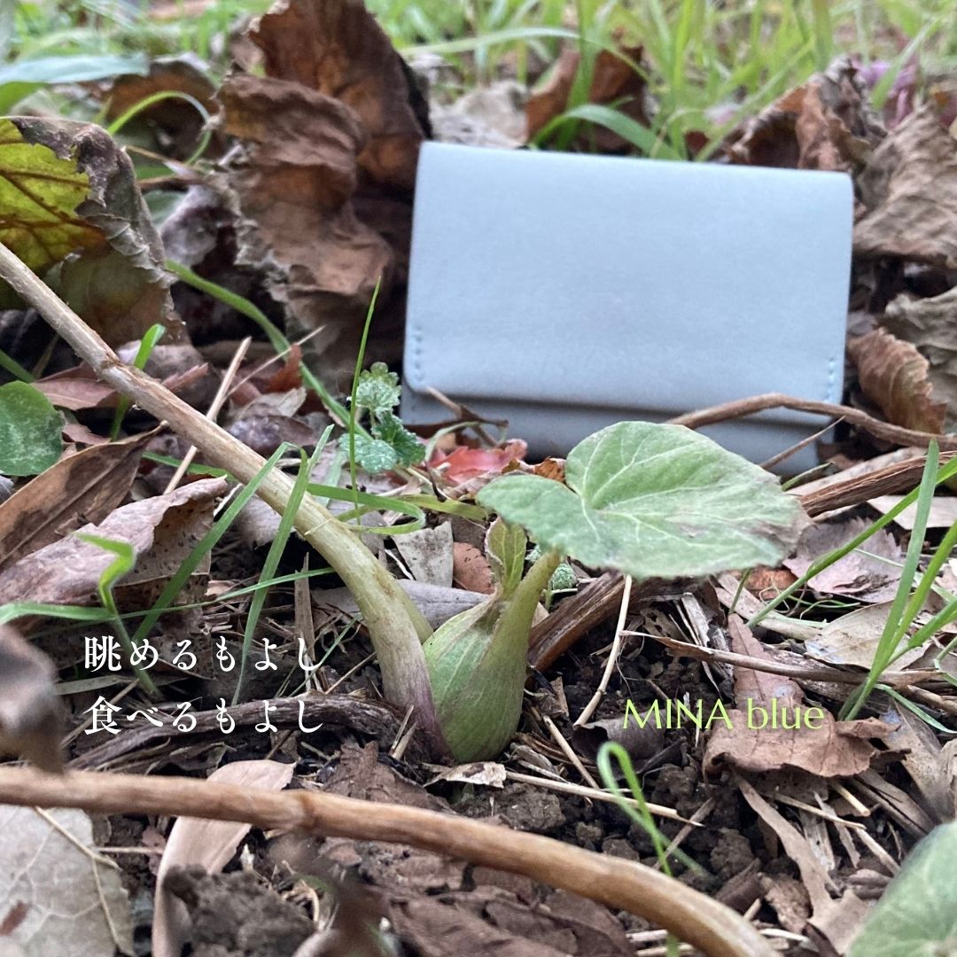革と七十二候｜第70候｜款冬華(ふきのはな さく)｜1月20日 - 24日