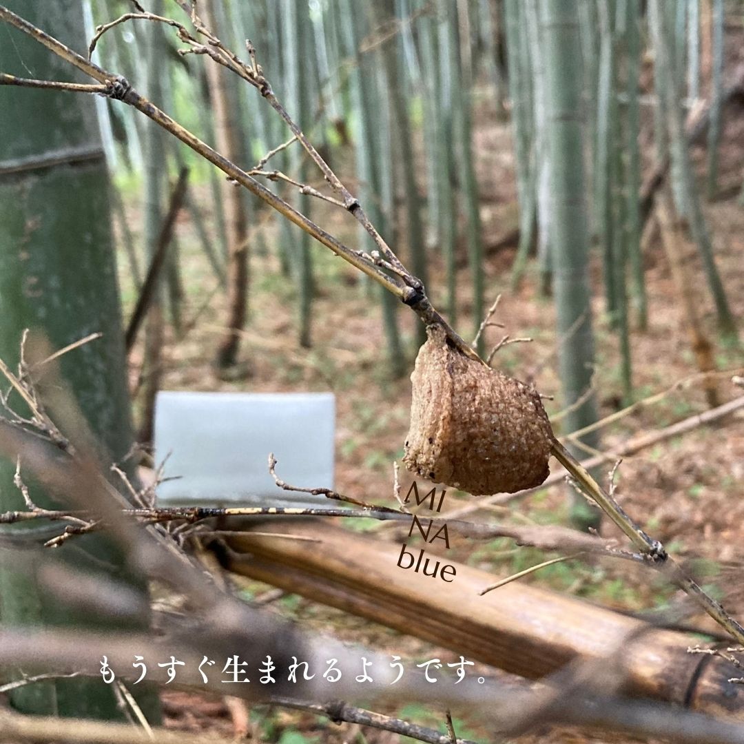 革と七十二候｜第25候｜螳螂生(かまきり しょうず)｜6月5日 - 9日