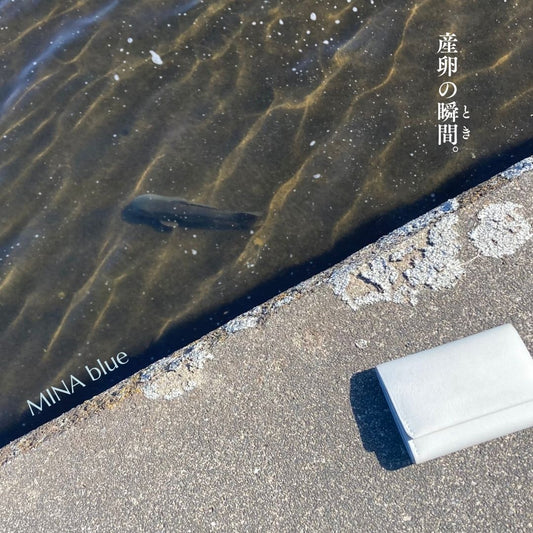 革と七十二候｜第63候｜鱖魚群｜12月17日 - 21日