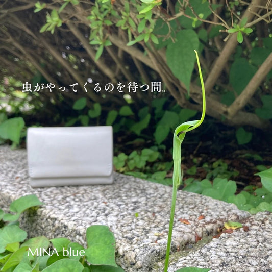 革と七十二候｜第30候｜半夏生(はんげ しょうず)｜7月1日 - 5日
