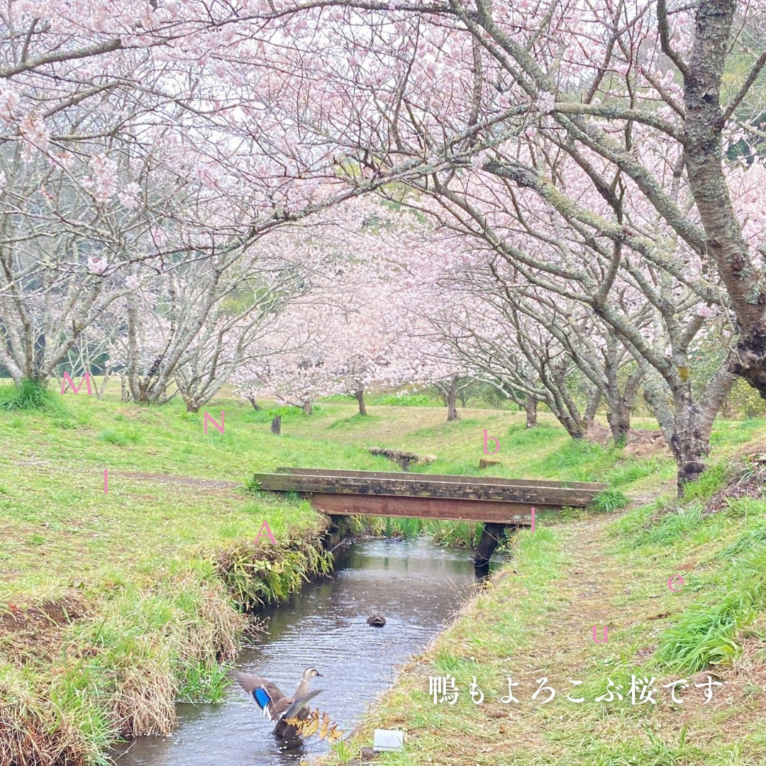 革と七十二候｜第11候｜桜始開(さくら はじめて ひらく)｜3月25日 - 29日
