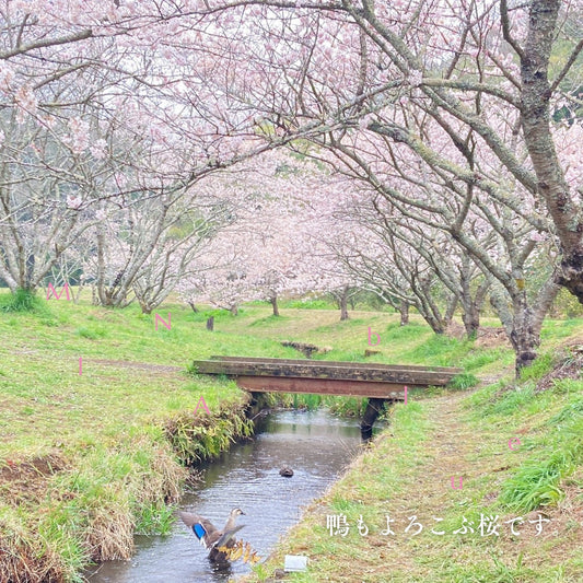 革と七十二候｜第11候｜桜始開(さくら はじめて ひらく)｜3月25日 - 29日