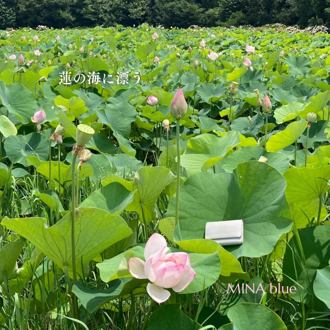 革と七十二候｜第32候｜蓮始開(はす はじめて ひらく)｜7月12日 - 16日