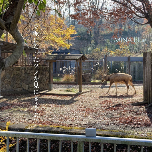 革と七十二候｜第65候｜麋角解(さわしか の つの おつる)｜12月27日 - 31日