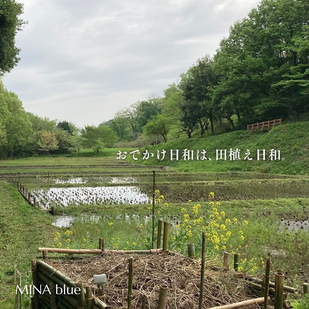 革と七十二候｜第17候｜霜止出苗(しもやみて なえいずる)｜4月25日 - 29日