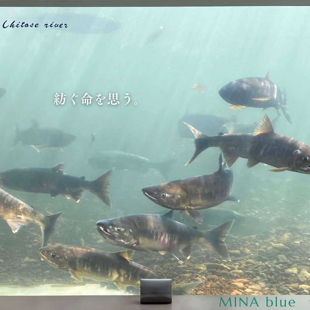 革と七十二候｜第63候｜鱖魚群(さけのうお むらがる)｜12月16日 - 20日