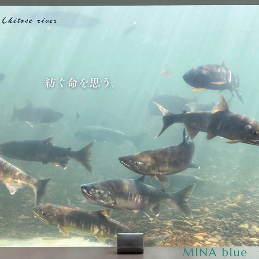 革と七十二候｜第63候｜鱖魚群(さけのうお むらがる)｜12月16日 - 20日