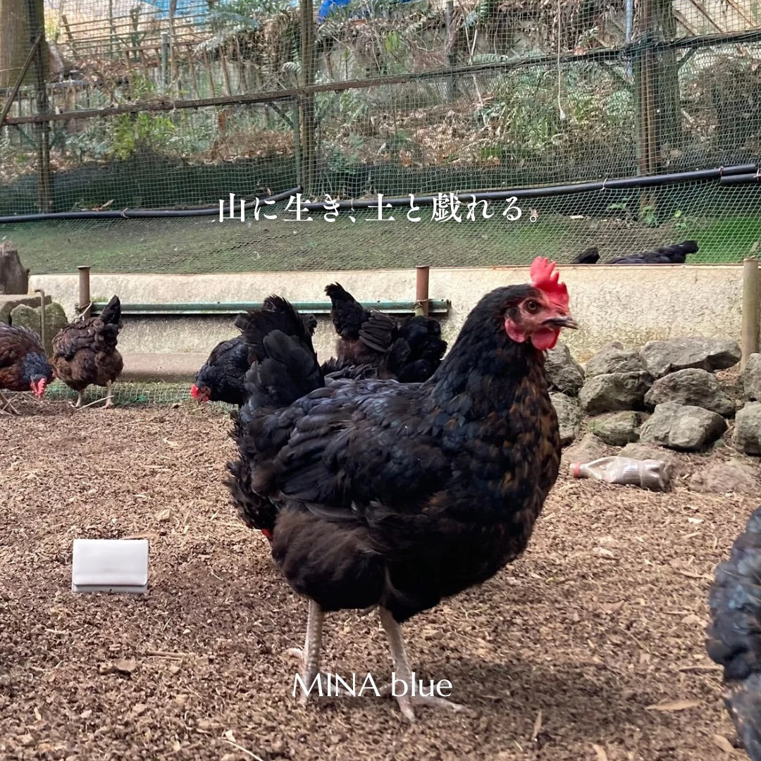 革と七十二候｜第72候｜鶏始乳(にわとり はじめて とやに つく)｜1月30日 - 2月2日