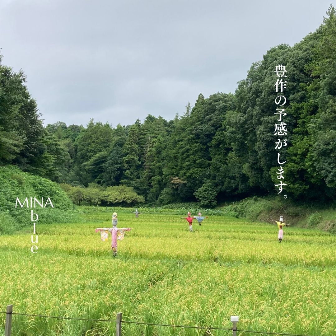 革と七十二候｜第42候｜禾乃登(こくもの すなわち みのる)｜9月2日 - 6日