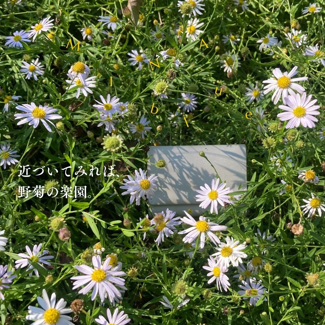 革と七十二候｜第50候｜菊花開(きくの はな ひらく)｜10月13日 - 17日