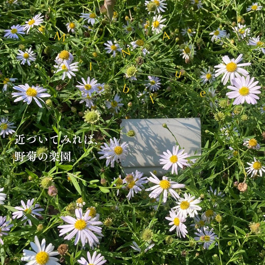 革と七十二候｜第50候｜菊花開(きくの はな ひらく)｜10月13日 - 17日