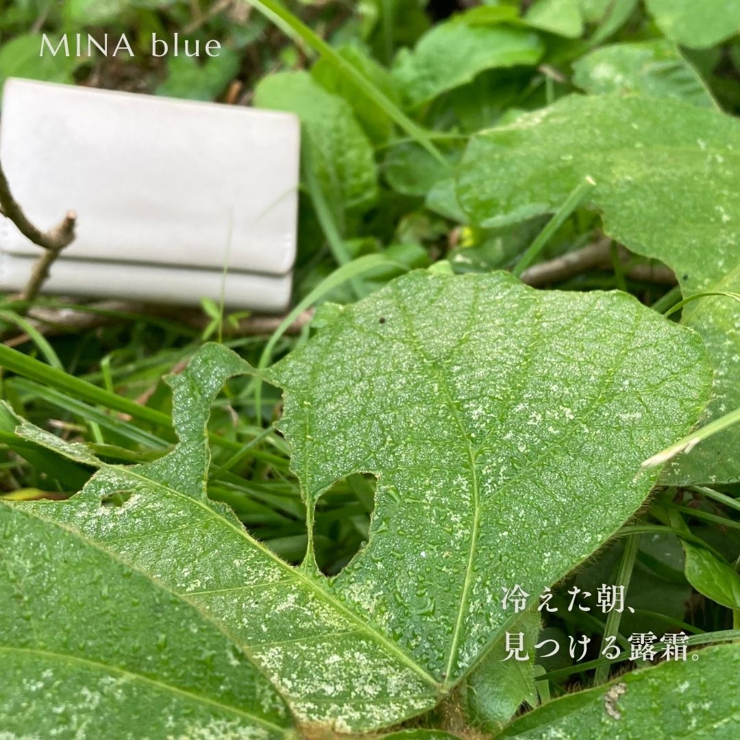 革と七十二候｜第52候｜霜始降(しも はじめて ふる)｜10月23日 - 27日