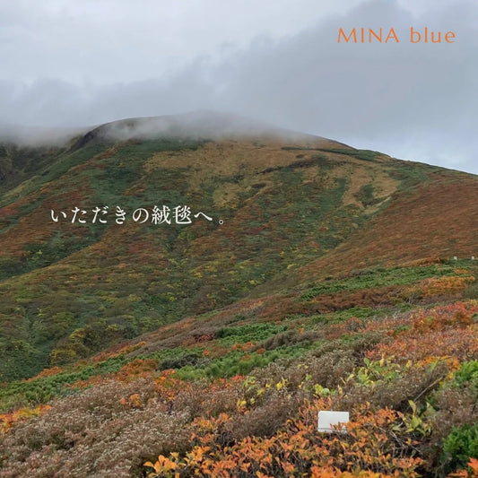 革と七十二候｜第54候｜楓蔦黄(もみじ つた きばむ)｜11月2日 - 6日