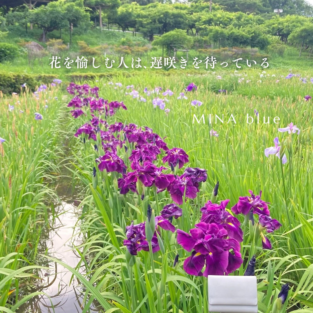 革と七十二候｜第29候｜菖蒲華(あやめ はな さく)｜6月26日 - 30日