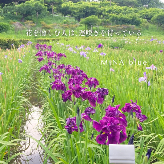 革と七十二候｜第29候｜菖蒲華(あやめ はな さく)｜6月26日 - 30日